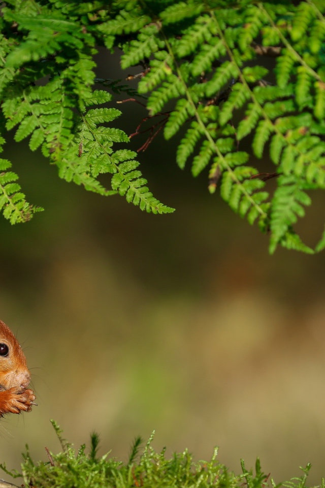 Рыжая белка сидит под зеленой веткой