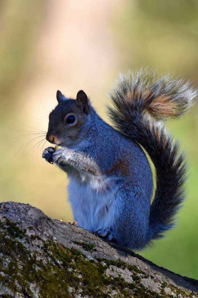Маленькая белка с орехом на дереве 