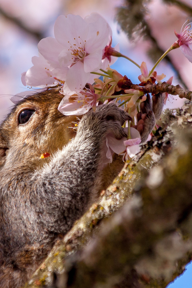 Squirrel sniffing a spring flower on a tree