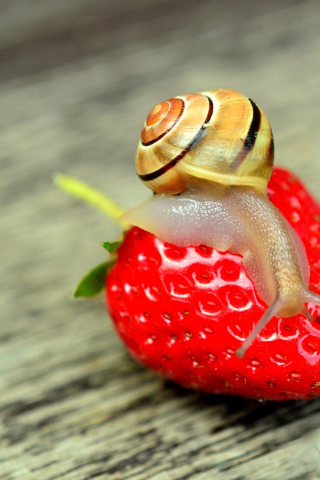 Улитка сидит на красной спелой клубнике