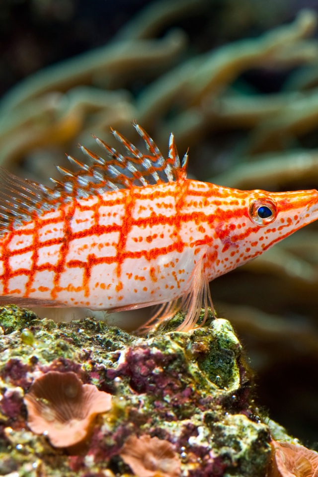 Красивая рыбка Длиннорылый кудрепер под водой