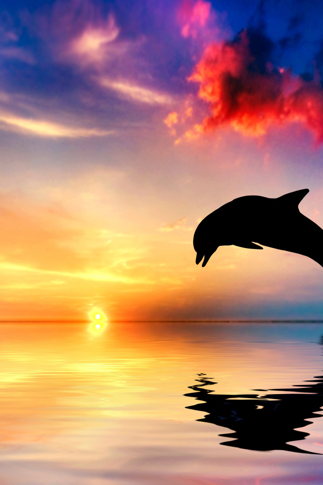 Прыжок дельфина из воды в океане на закате солнца