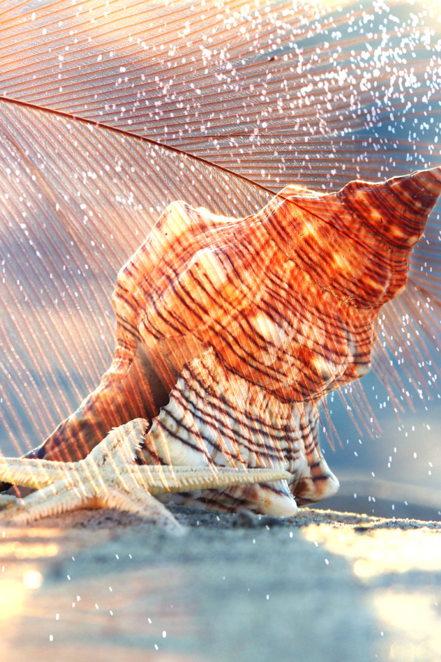 Ракушка и морская звезда лежат на белом песке