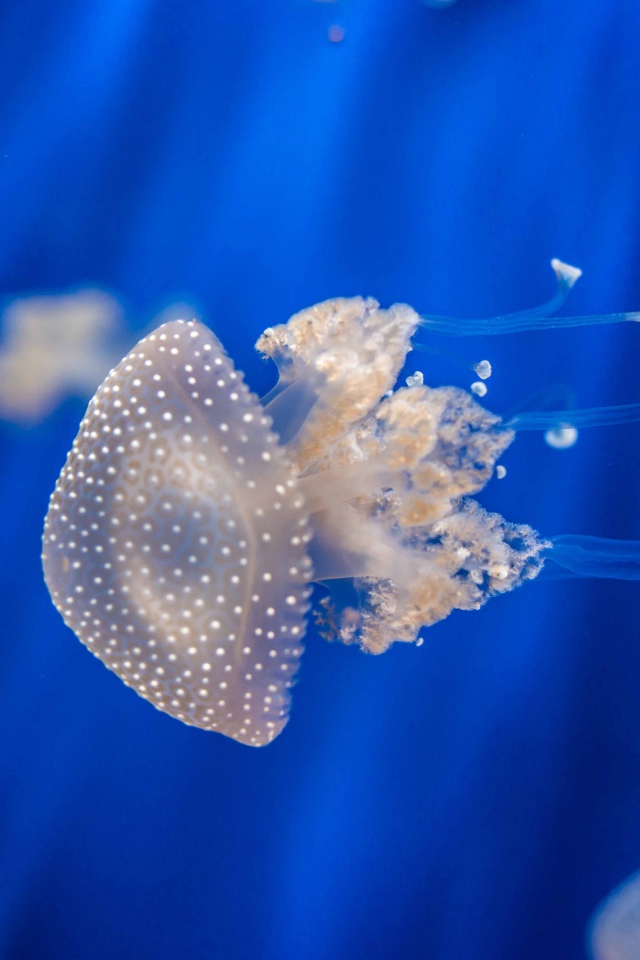 Красивая медуза плавает в голубой воде