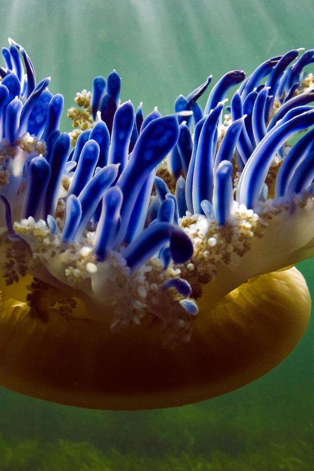 Красивая необычная медуза Кассиопея 