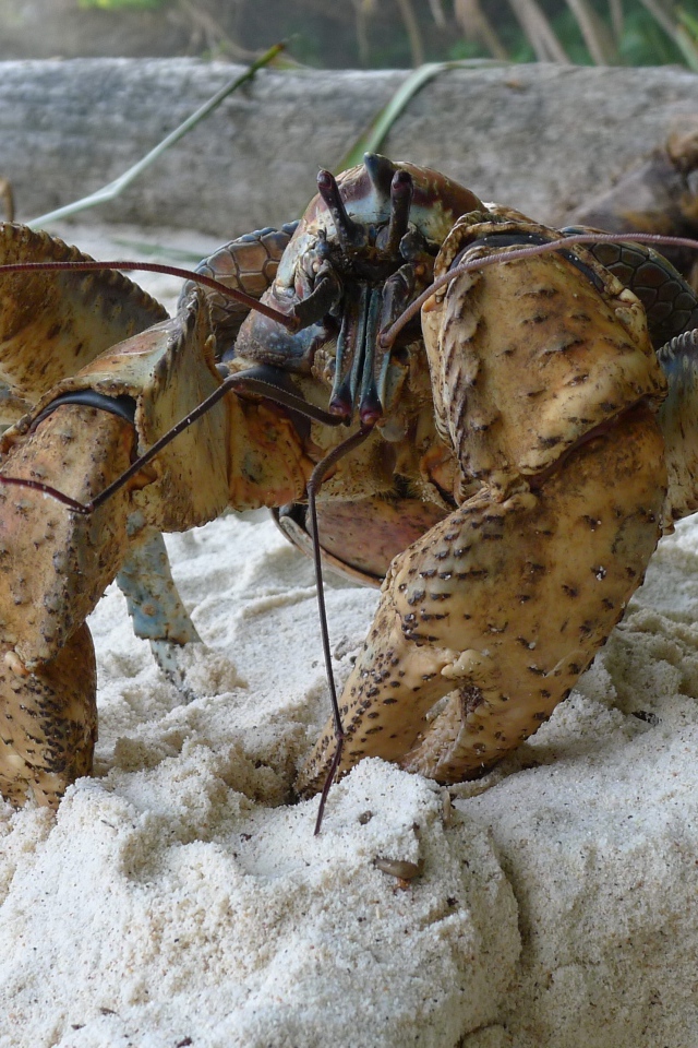 Большой краб на песке крупным планом