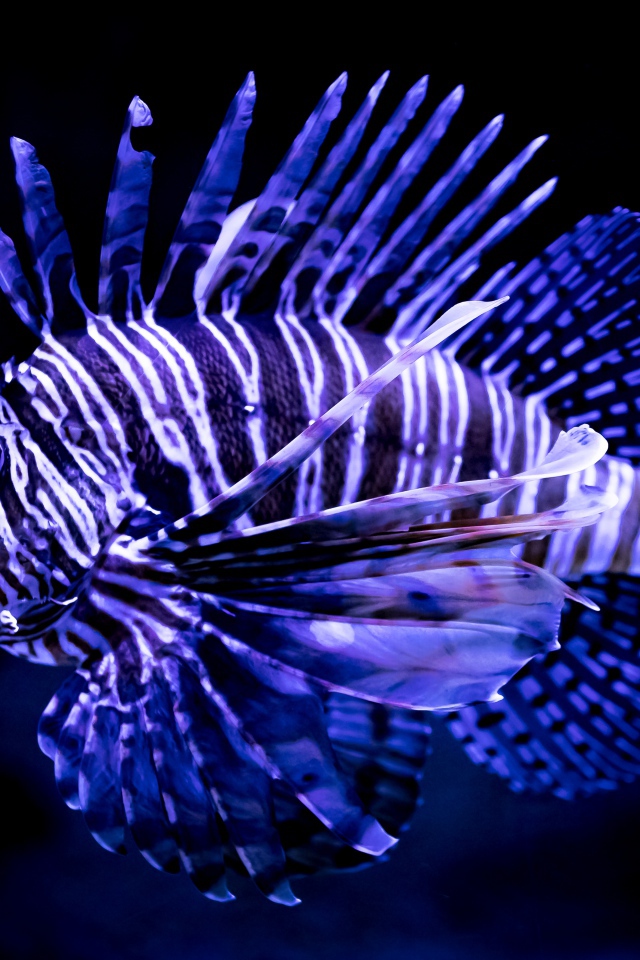 Яркая расцветка рыбы крылатки 