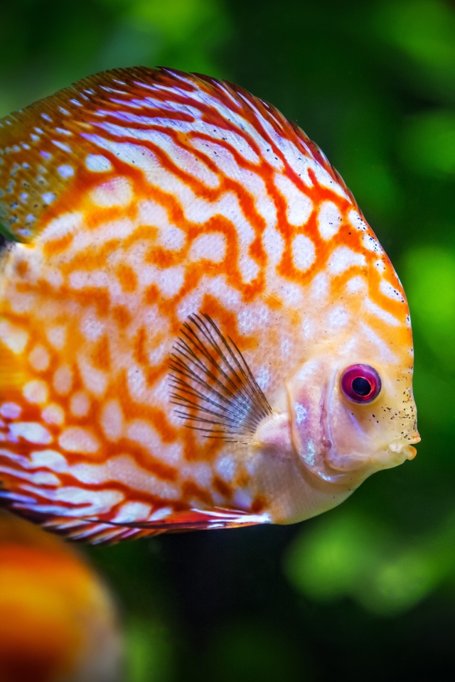 Яркая океаническая рыба Дискус 