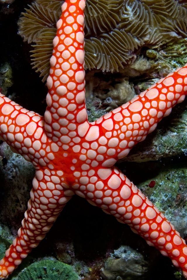 Яркая морская звезда на коралловом рифе под водой