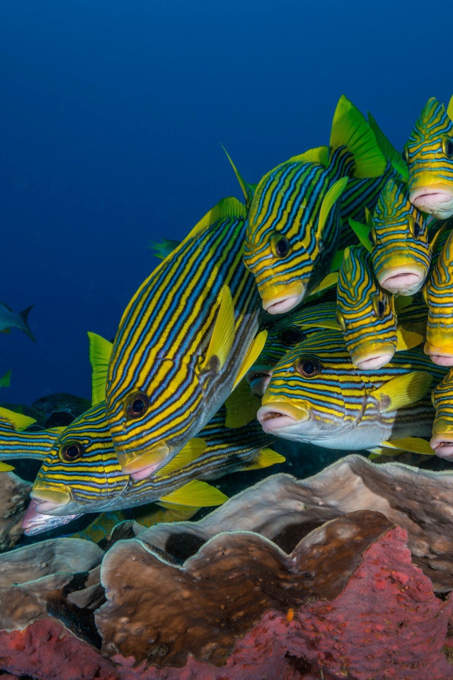 Косяк разноцветных рыб под водой