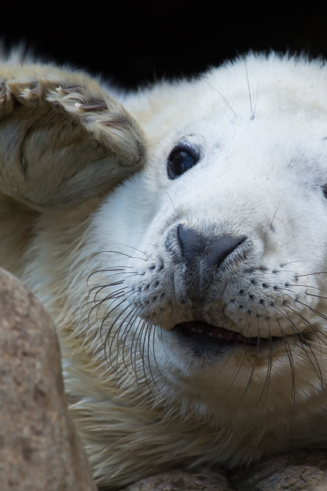 Забавная морда белой нерпы