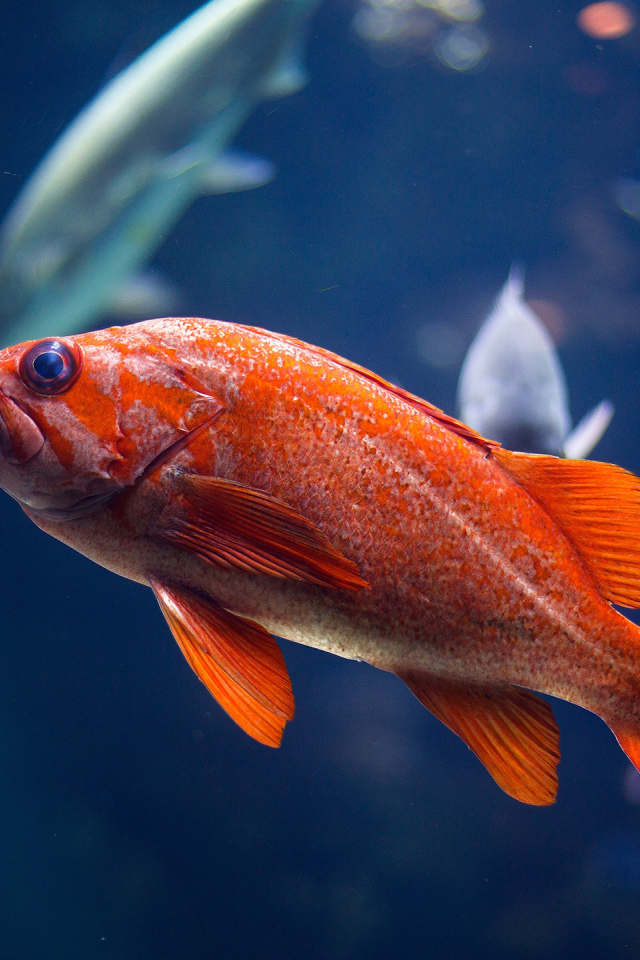 Золотая океаническая рыбка