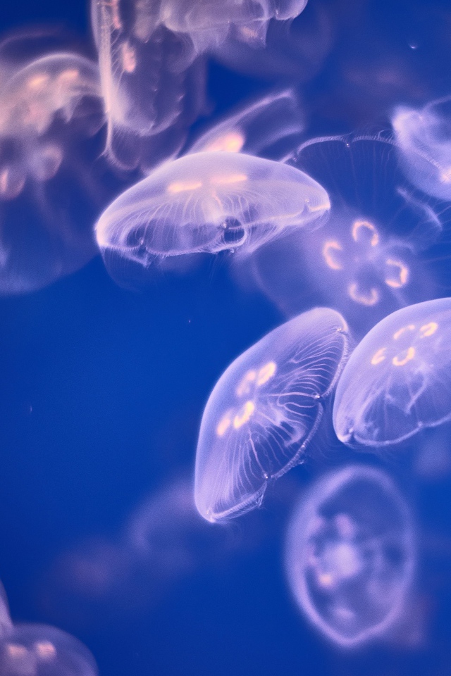 Медузы Аурелии  в воде 