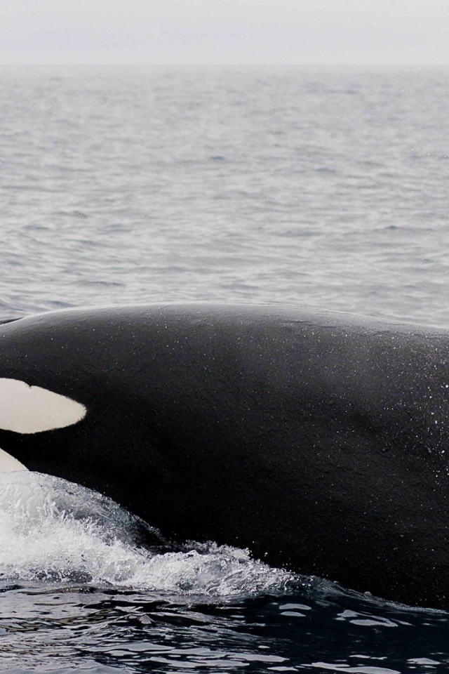 Большая касатка в воде 