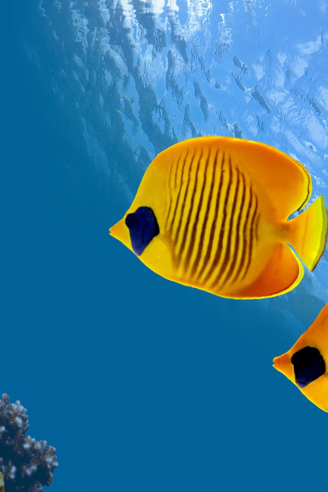 Морские разноцветные рыбы-бабочки в воде 