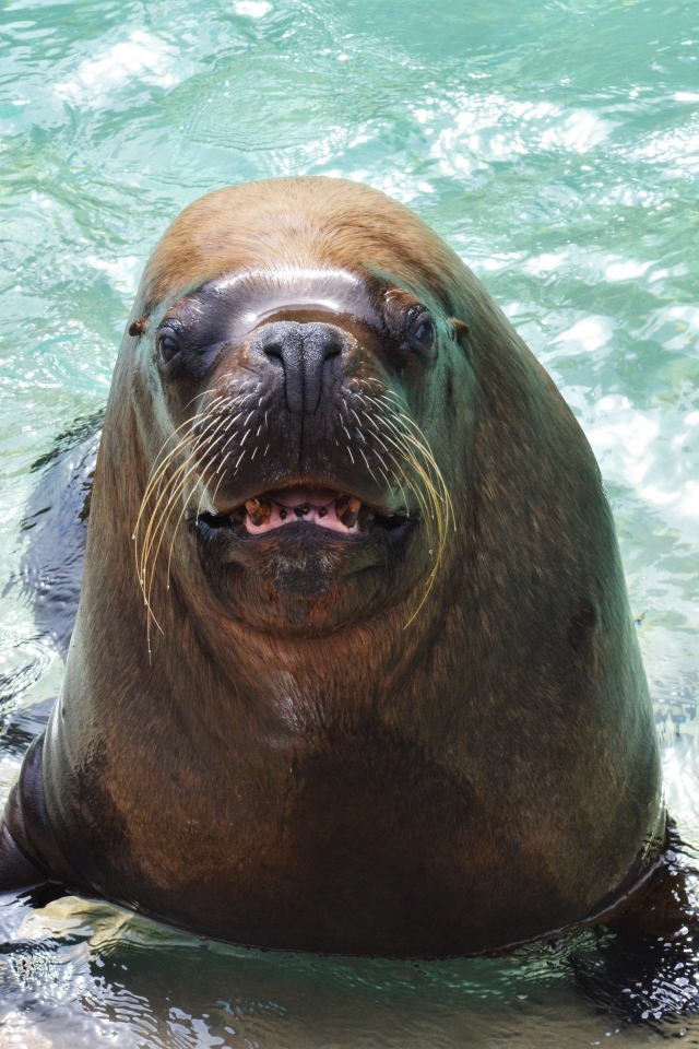 Веселый морской лев в воде 