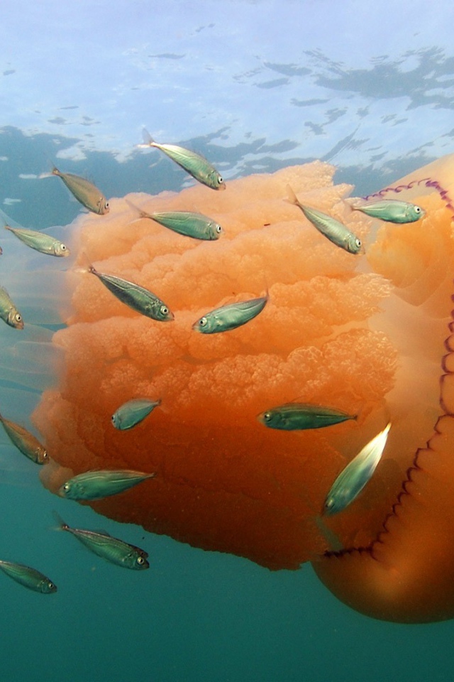 Оранжевая медуза с маленькими рыбками  