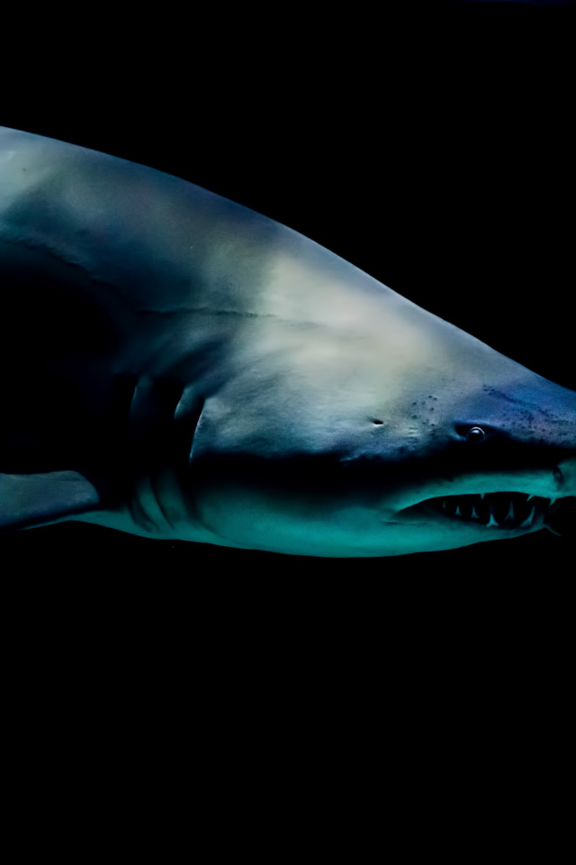 Хищная акула под водой на черном фоне