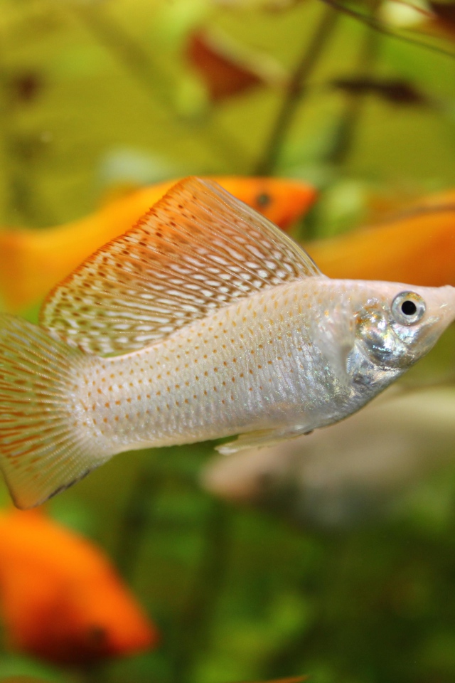 Серебристая аквариумная рыбка Моллинезия 