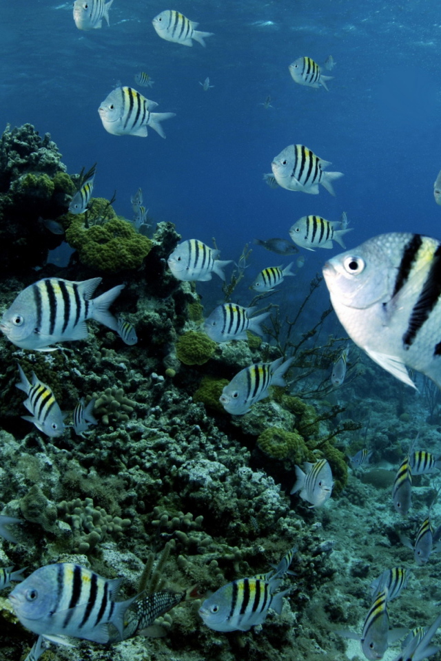 Полосатые рыбки в воде 