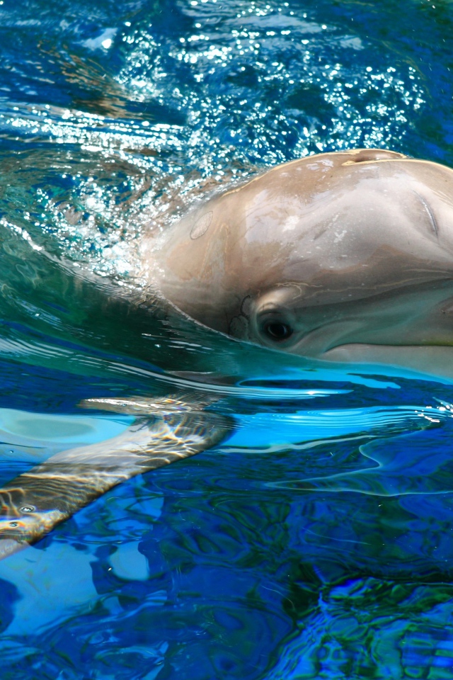 Милый дельфин плавает в воде