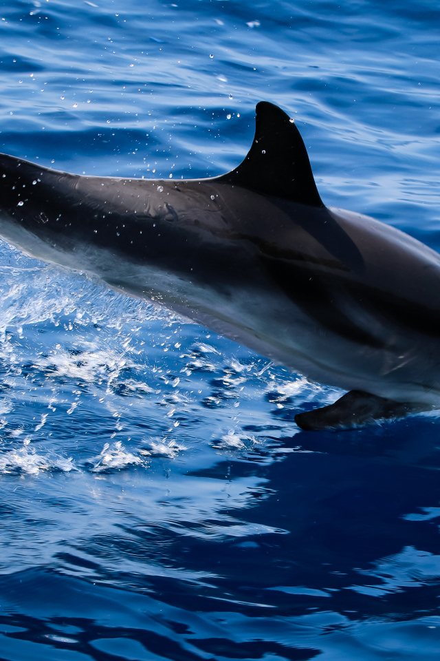 Дельфин прыгает в голубую воду