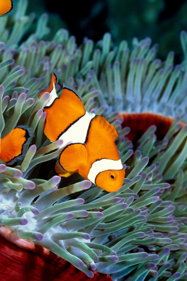 Три рыбы-клоуна в водорослях 