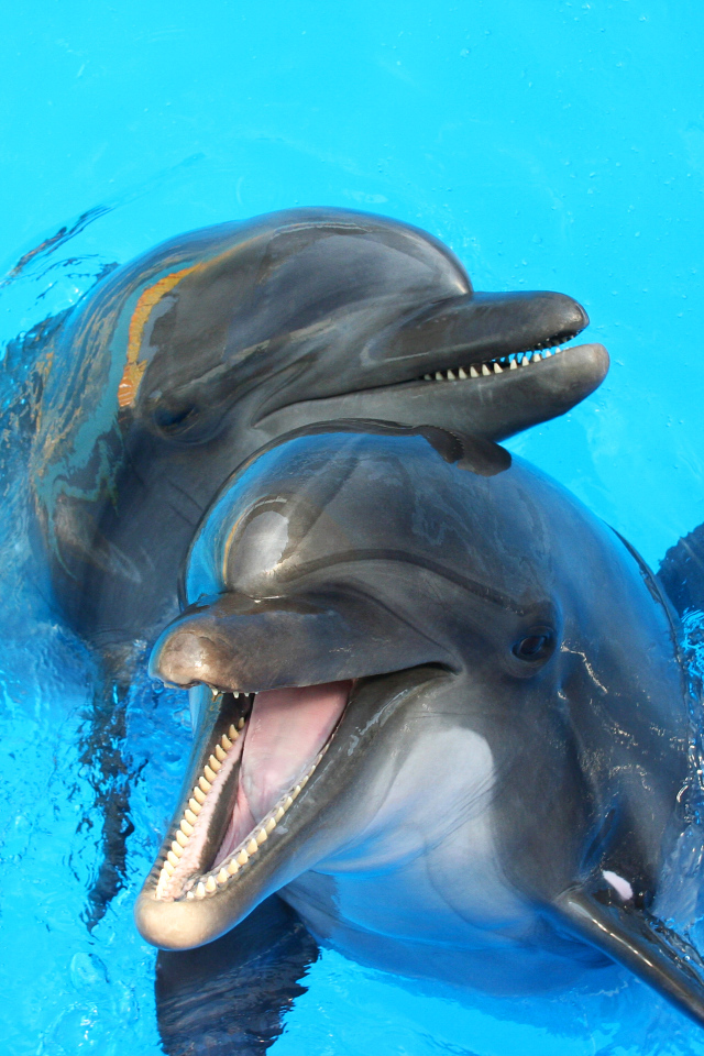 Два дельфина в голубой воде