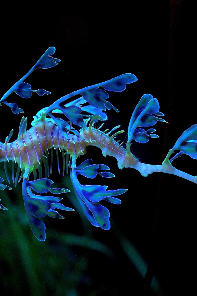 Необычный голубой Морской конёк-тряпичник 