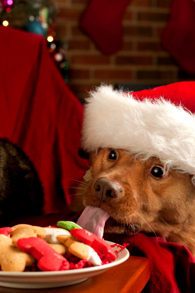 Собака и кот в новогодних костюмах за праздничным столом