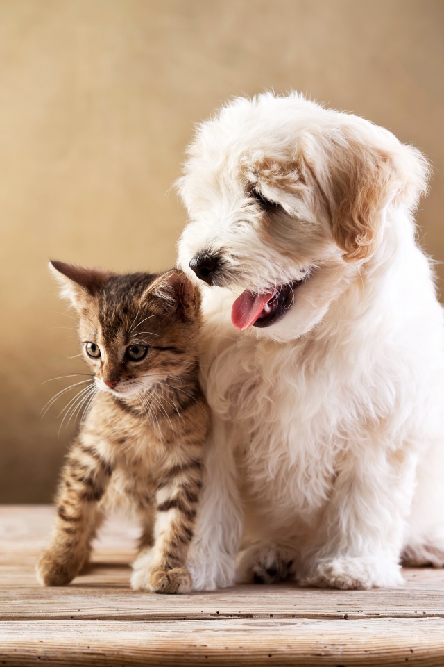 Маленький серый котенок сидит с белым щенком