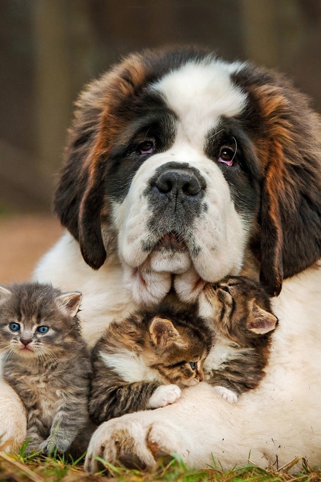 Большой сенбернар с тремя маленькими котятами