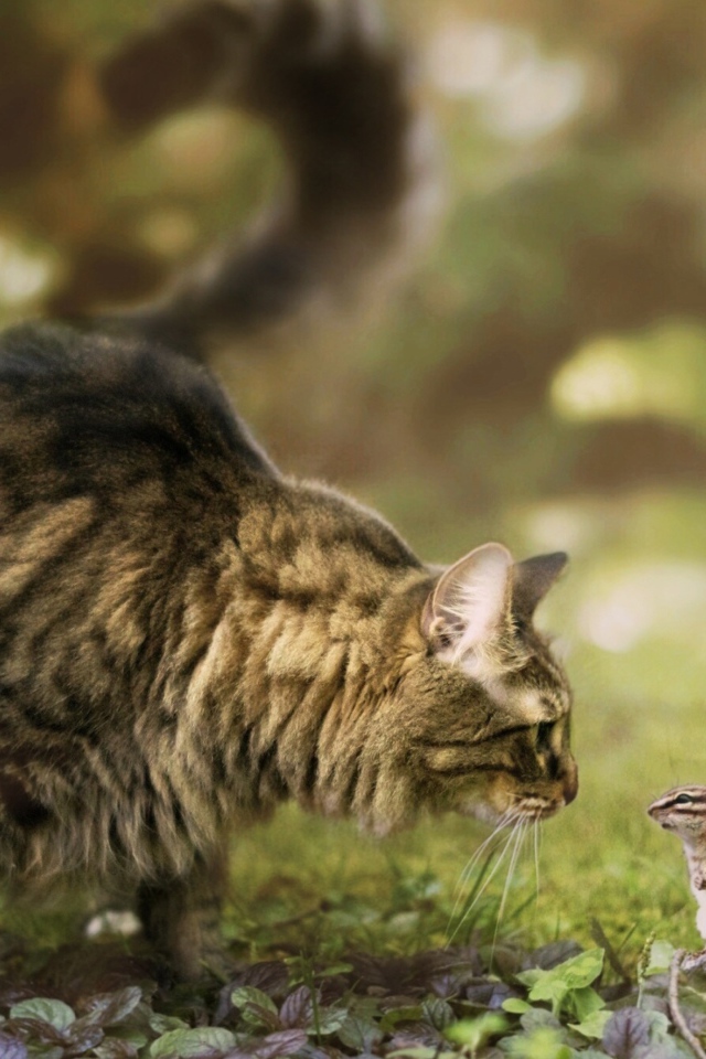 Кошка и бурундук знакомятся в саду