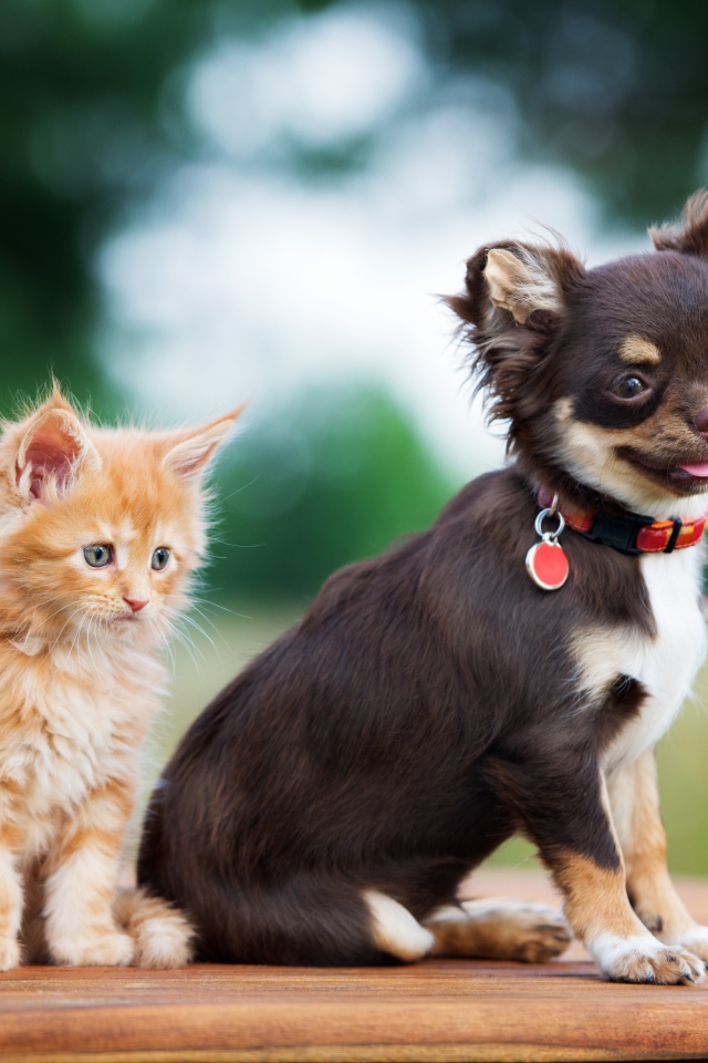 Щенок чихуахуа с маленьким рыжим котенком