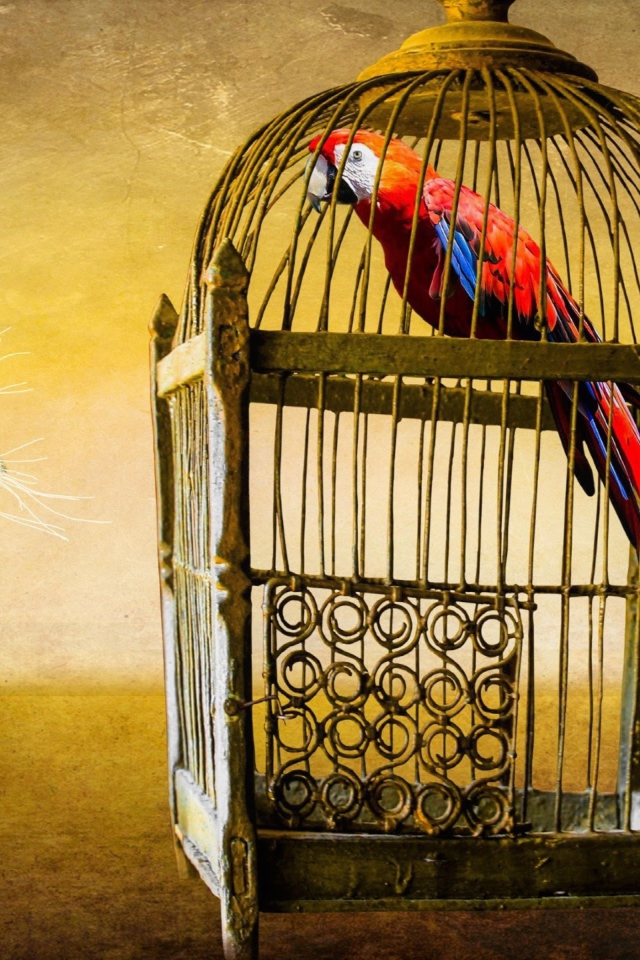 Любопытный котенок смотрит на клетку с попугаем