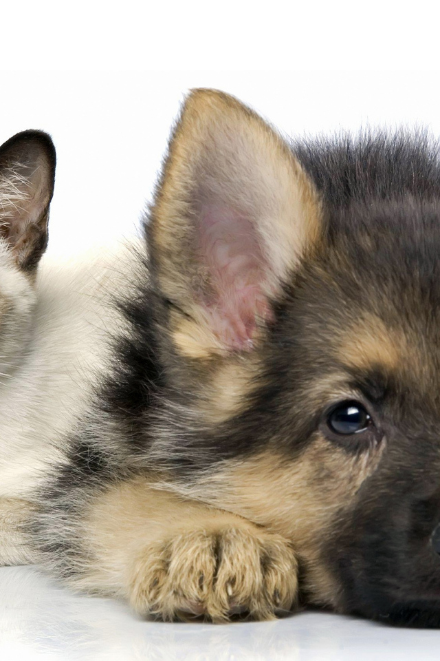 Милый голубоглазый котенок и щенок немецкой овчарки на белом фоне