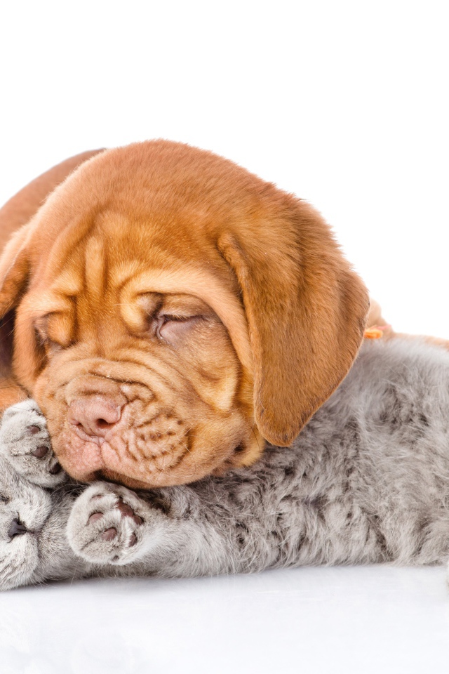 Милый щенок спит с серым котенком на белом фоне