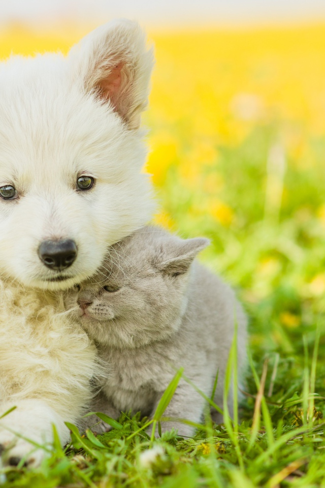 Пушистый белый щенок с серым котенком сидят на траве