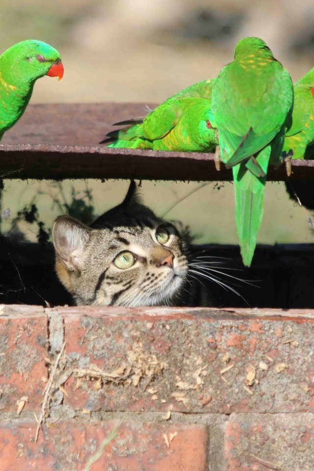 Серый кот следит за зелеными попугаями