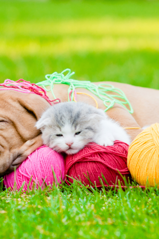 Маленький щенок и котенок спят с клубками нитей на зеленой траве