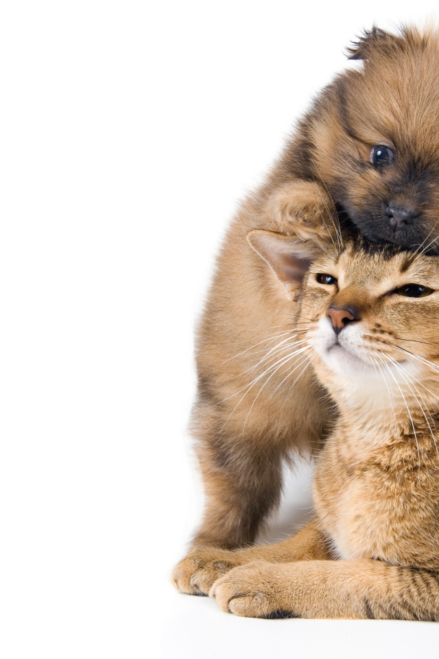 Маленький щенок играет с котом на белом фоне 