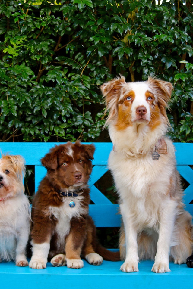 Милые собаки и кот на сидят на лавке 