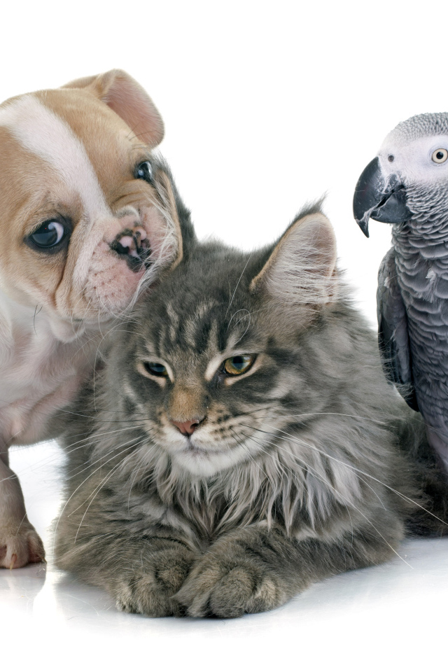 Щенок,  кот и попугай на белом фоне 