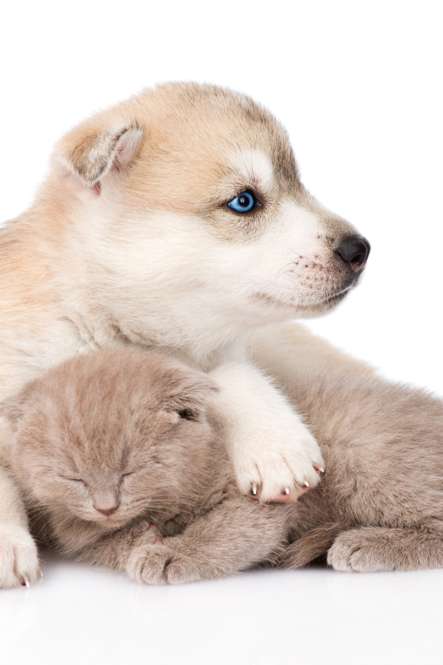 Щенок хаски и маленький котенок на белом фоне 
