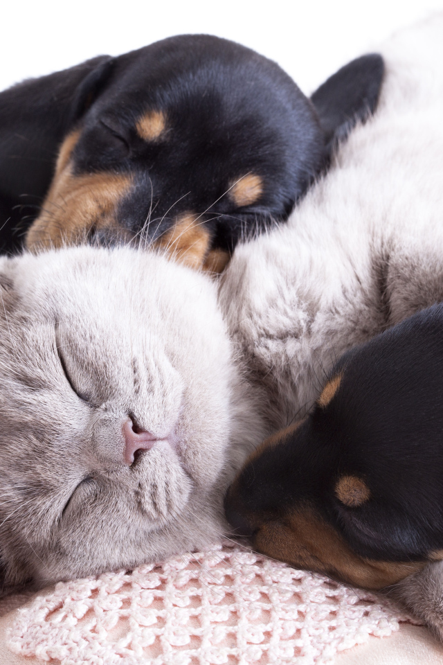 Маленькие спящие щенята и котенок 