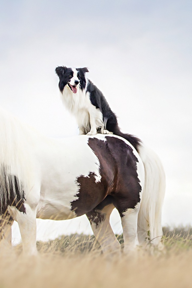 Собака сидит верхом на лошади 