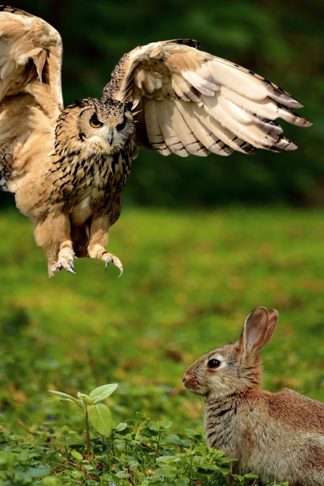 Хищная сова охотится на серого зайца