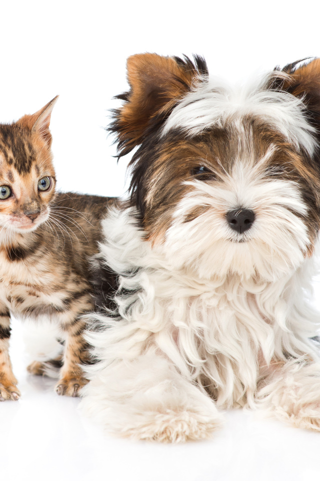 Йоркширский терьер и маленький котенок на белом фоне