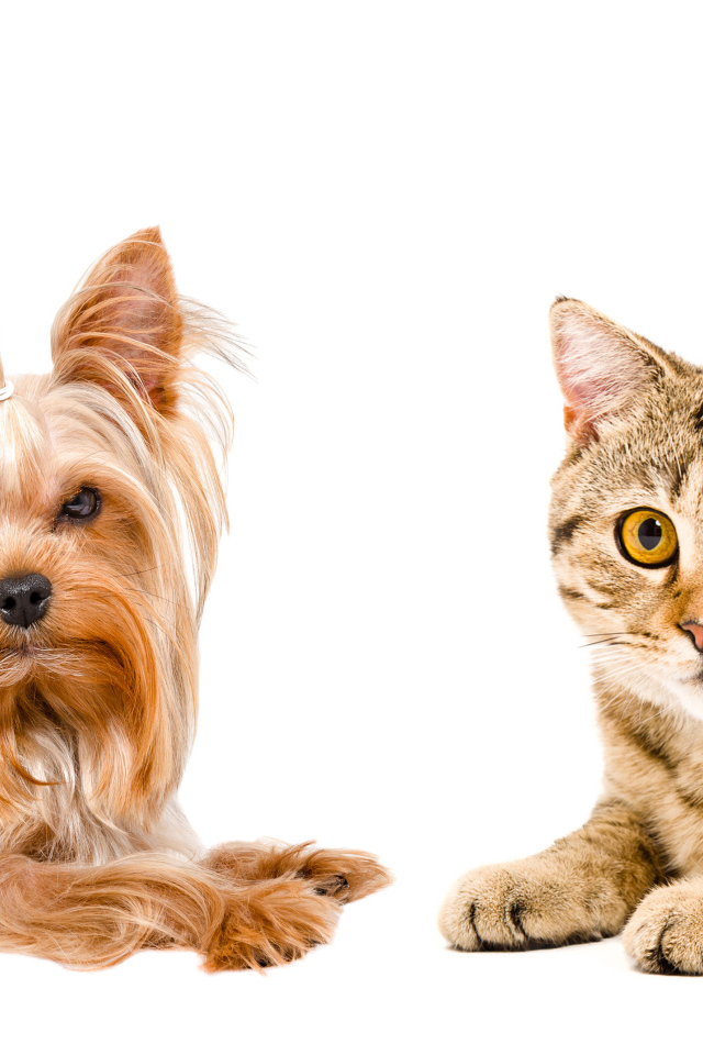 Йоркширский терьер и серый кот с желтыми глазами на белом фоне