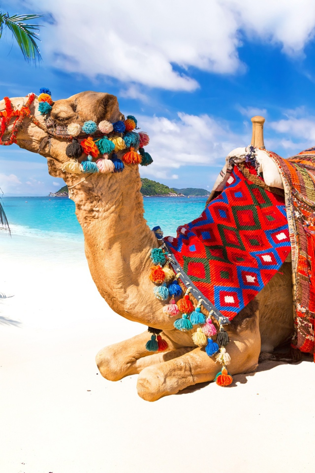 Верблюд лежит на белом песке под красивым голубым небом в тропиках